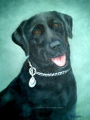 Black lab