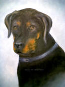 Rotweiler - Gentle Ben