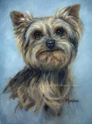 Yorkie