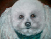 Bichonfrise