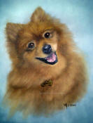 Pomeranian
