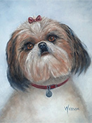 Shih Tzu