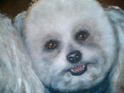 Bichon frise 