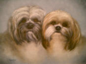 Shihtzu
